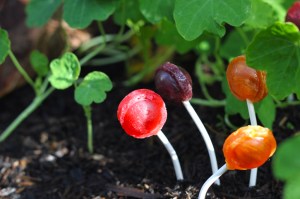 lollipop flowers