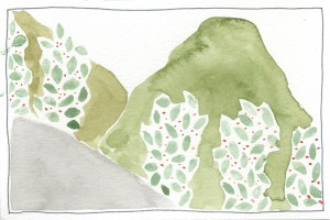 coffee plants on hike to boquete