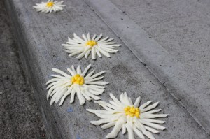 curb frosting daisies 