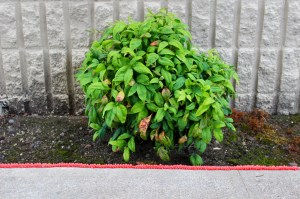 frosting plant border