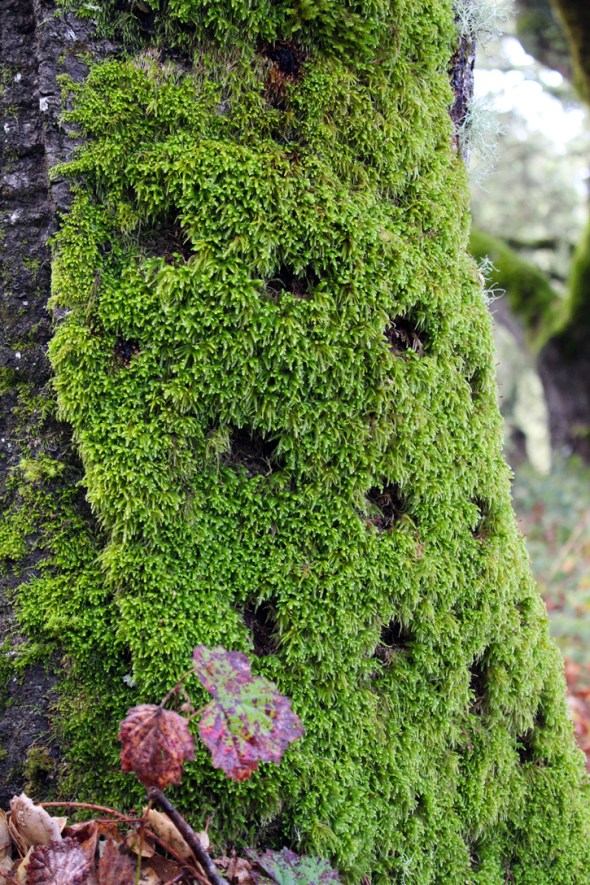 moss dots