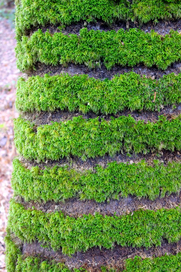 moss horizontal stripes