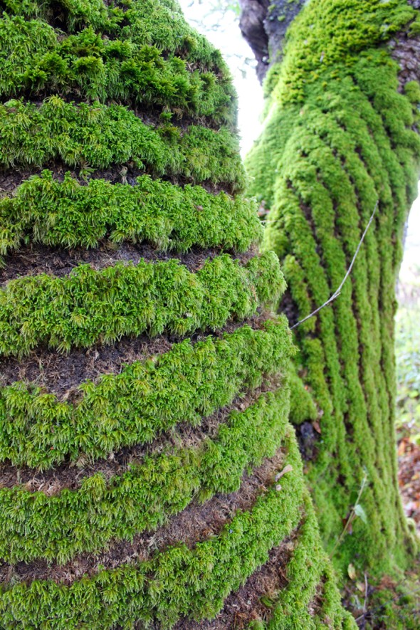 moss stripes