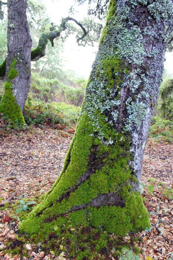 moss sunburst with dots in background