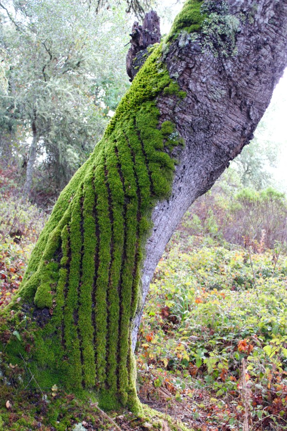 moss vertical stripes