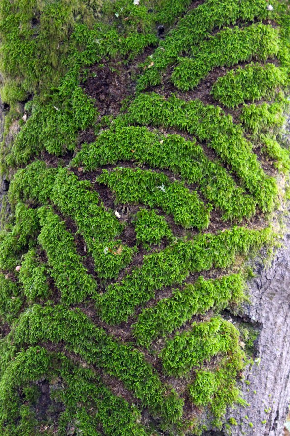 moss waves