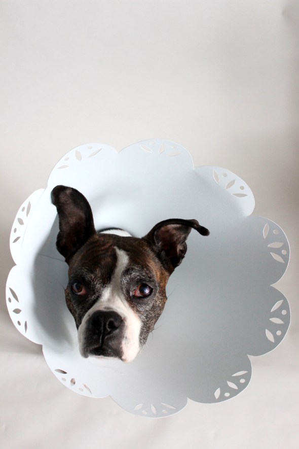 eyelet elizabethan collar