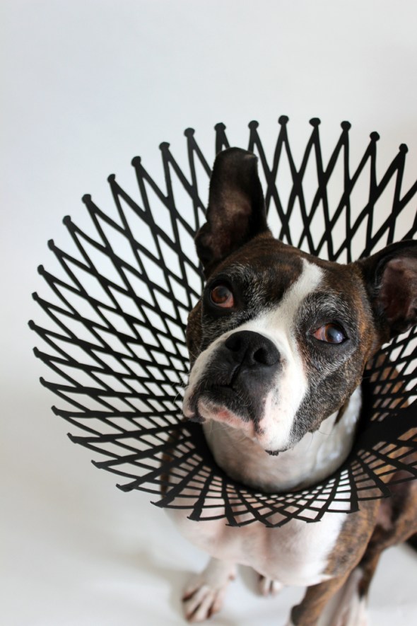 fishnet elizabethan collar