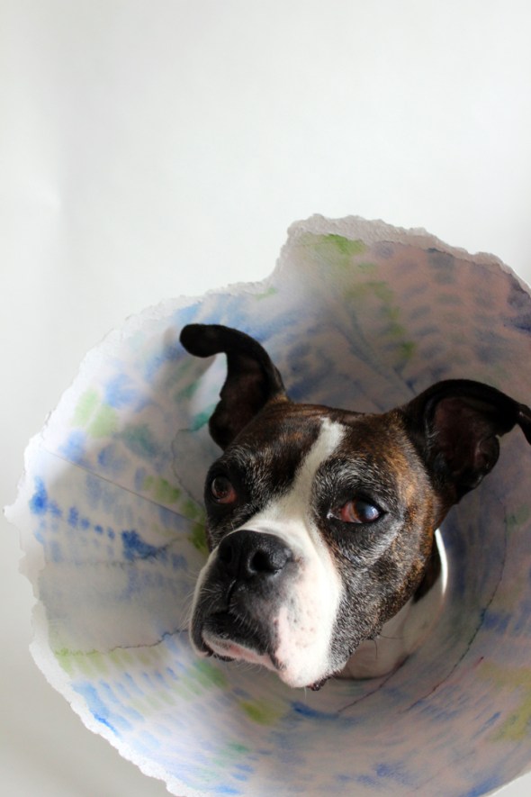 watercolor elizabethan collar