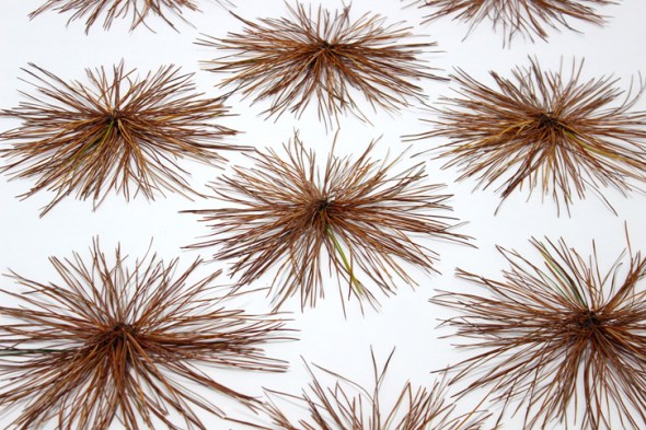 pine needle circles