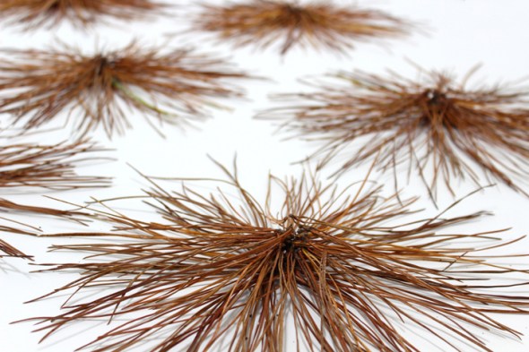 pine needle circles