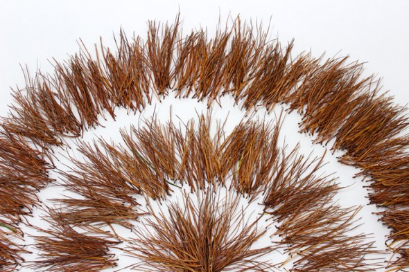 pine needle sunburst