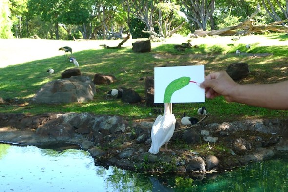 some kind of pelican