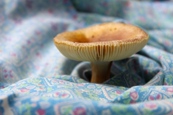 mushroom portraits