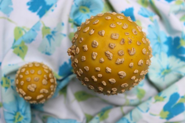 mushroom portraits