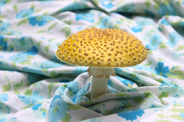 mushroom portraits