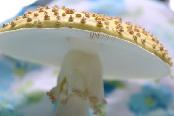 mushroom portraits