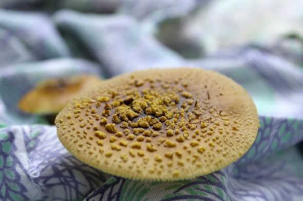 mushroom portraits
