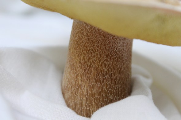 mushroom portraits