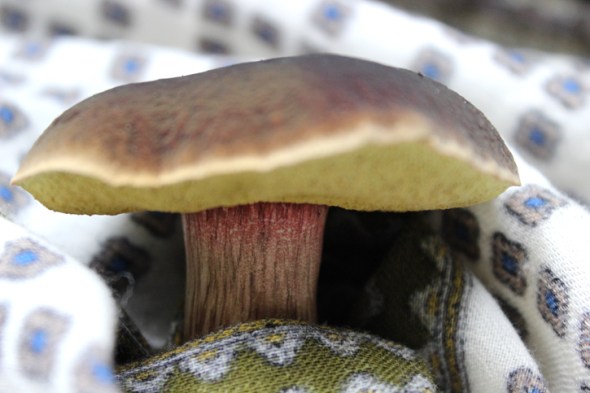 mushroom portraits