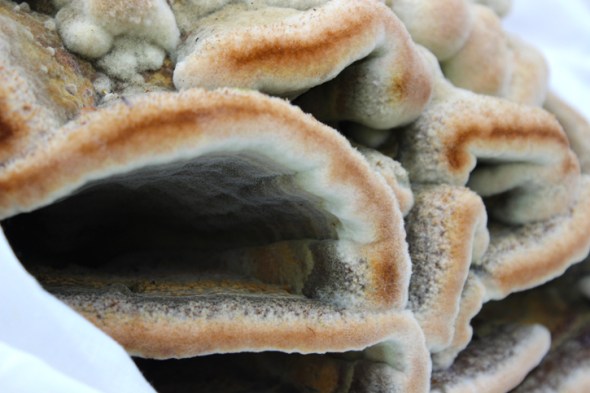 mushroom portraits