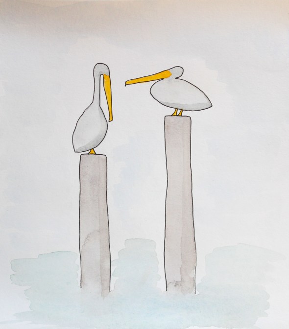 pelican watercolor